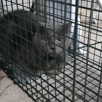 Mr Grey Sterling - Hoarding Case -  Domestic Short Hair and Russian Blue Cat for Adoption in Ringtown, Pennsylvania - Mr Grey Sterling - Hoarding Case | PetCurious