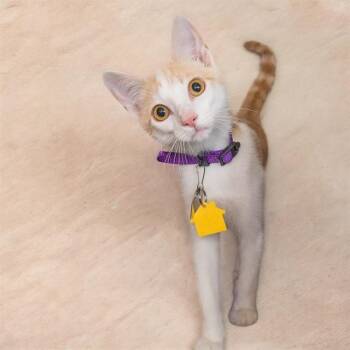 SAFFRON -  Domestic Short Hair Cat for Adoption in St. Louis, Missouri - SAFFRON | PetCurious