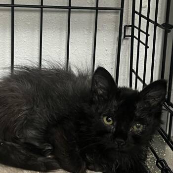 Diesel -  Domestic Long Hair Cat for Adoption in Idaho Falls, Idaho - Diesel | PetCurious