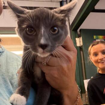 Chile -  Domestic Short Hair Cat for Adoption in Lake Jackson, Texas - Chile | PetCurious
