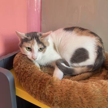 Rescue Domestic Short Hair Cats for Adoption in Hudson, New York - Bonnie | PetCurious