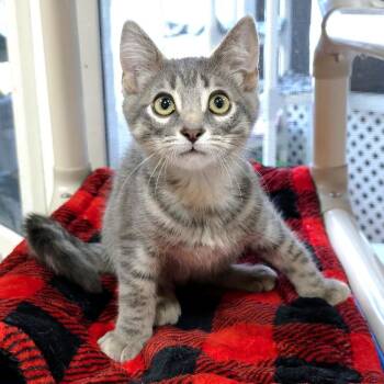 Ed (Mint collar) -  Domestic Short Hair Cat for Adoption in Michigan City, Indiana - Ed (Mint Collar) | PetCurious