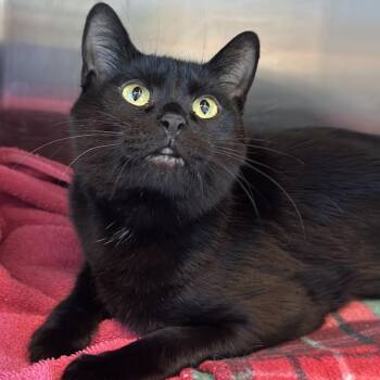 Via -  Domestic Short Hair Cat for Adoption in Matteson, Illinois - Via | PetCurious