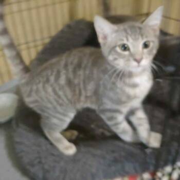 Rescue Domestic Short Hair Cats for Adoption in South Elgin, Illinois - Ginger | PetCurious