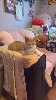 American Shorthair Cats Available for Adoption in Mount Morris, Michigan - Ruby Tuesdays | PetCurious