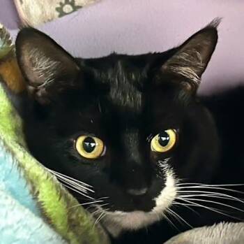 Rescue Domestic Short Hair Cats for Adoption in Andover, Connecticut - Magic & Jack | PetCurious