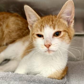 Oingo (bonded w/ Boingo) -  Domestic Short Hair Cat for Adoption in Oakland, California - Oingo (bonded W/ Boingo) | PetCurious