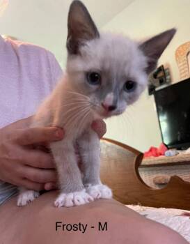 Siamese Cats Available for Adoption in Darien, Georgia - Frosty | PetCurious