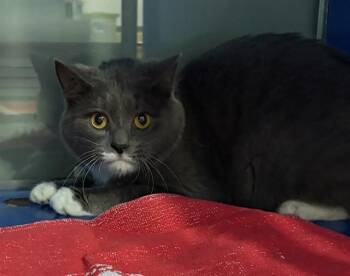 MACKIE -  Domestic Short Hair Cat for Adoption in Westminster, Maryland - MACKIE | PetCurious
