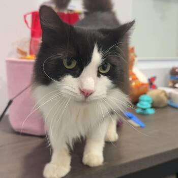 Domestic Medium Hair Cats Available for Adoption in Bethel, Connecticut - Bam Bam | PetCurious