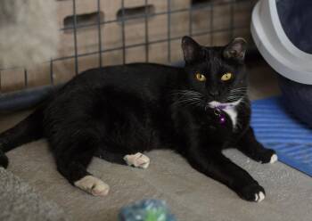 Baby Spice -  Domestic Short Hair Cat for Adoption in Marana, Arizona - Baby Spice | PetCurious