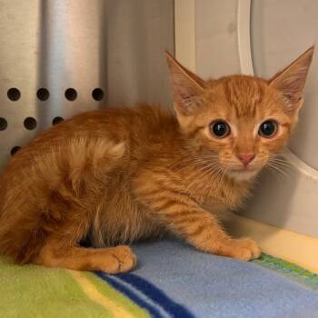 Bridger -  Domestic Short Hair Cat for Adoption in Bend, Oregon - Bridger | PetCurious