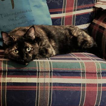Rescue Tortoiseshell Cats for Adoption in Mississauga, Ontario - Madam Mystery | PetCurious