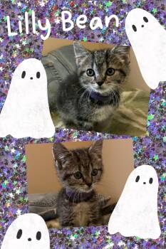 Lilly Bean -  Tabby Cat for Adoption in Pasco, Washington - Lilly Bean | PetCurious