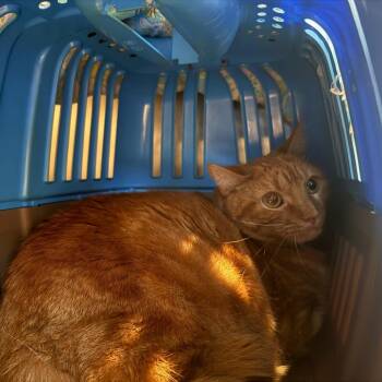 Hydrox AKA Drox -  Domestic Short Hair Cat for Adoption in Cedaredge, Colorado - Hydrox AKA Drox | PetCurious