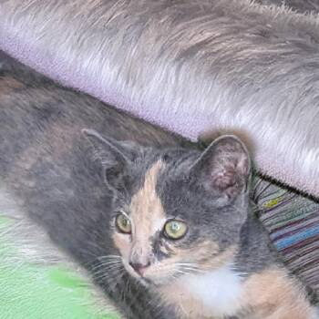 Sky -  Domestic Short Hair Cat for Adoption in Long Beach, California - Sky | PetCurious