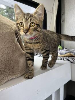 Rescue Domestic Short Hair Cats for Adoption in Eugene, Oregon - Manny | PetCurious