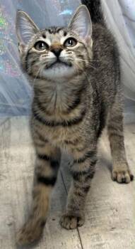 Lil Twin -  Domestic Short Hair Cat for Adoption in Shreveport, Louisiana - Lil Twin | PetCurious