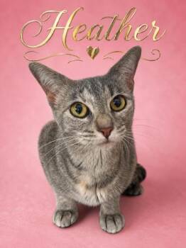 Domestic Short Hair Cats Available for Adoption in West Memphis, Arkansas - Heather | PetCurious