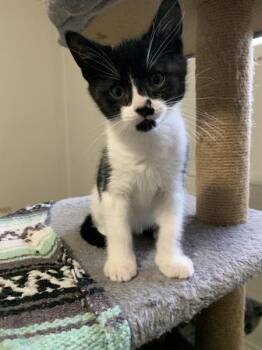 Danio *in Foster* -  Domestic Short Hair Cat Available for Adoption in Salmon Arm, British Columbia - Danio *in Foster* | PetCurious