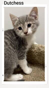 Dutchess -  Domestic Short Hair Cat for Adoption in Caistor Centre, Ontario - Dutchess | PetCurious