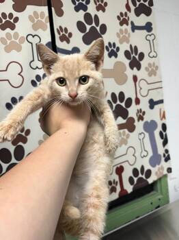 Bonnie -  Domestic Short Hair Cat for Adoption in Troy, Ohio - Bonnie | PetCurious