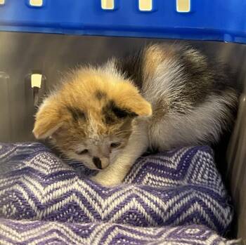 CALI -  Domestic Short Hair Cat for Adoption in Palmetto, Florida - CALI | PetCurious