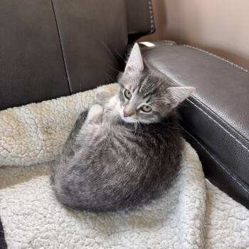 American Shorthair Cats Available for Adoption in Midland, Michigan - Toby | PetCurious