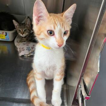 Gucci -  Domestic Short Hair Cat for Adoption in Las Vegas, Nevada - Gucci | PetCurious