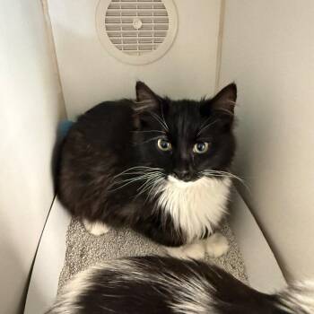 Domestic Medium Hair Cats Available for Adoption in Naperville, Illinois - Bean | PetCurious