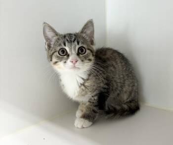 Millie -  Domestic Short Hair Cat for Adoption in Rochester, Indiana - Millie | PetCurious
