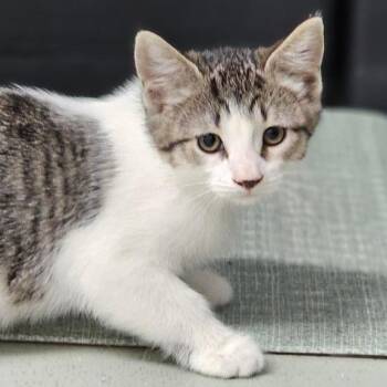 Vasser -  Domestic Short Hair Cat Available for Adoption in Toledo, Ohio - Vasser | PetCurious