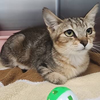 Rescue Domestic Short Hair Cats for Adoption in Fort Lauderdale, Florida - Ivy | PetCurious