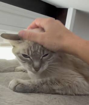 Olive- Meet at Petco at High Pointe Commons! -  Siamese and Domestic Short Hair Cat for Adoption in Harrisburg, Pennsylvania - Olive- Meet At Petco At High Pointe Commons! | PetCurious