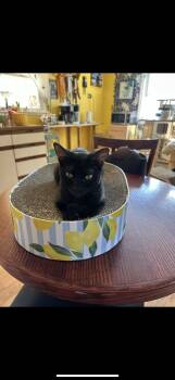 Rescue Domestic Short Hair and American Bobtail Cats for Adoption in Totowa, New Jersey - Queenie | PetCurious