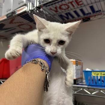 Vesper -  Domestic Short Hair Cat for Adoption in League City, Texas - Vesper | PetCurious