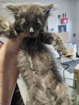 Rescue Domestic Short Hair Cats for Adoption in Republic, Missouri - Kensington | PetCurious