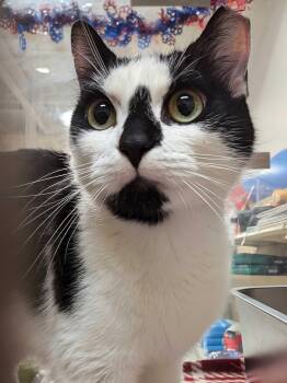 Domestic Short Hair Cats Available for Adoption in Seven Valleys, Pennsylvania - Persephone | PetCurious
