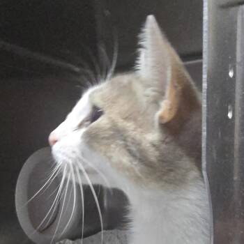 Avery 26-0492 -  Domestic Short Hair Cat for Adoption in Yanceyville, North Carolina - Avery 26-0492 | PetCurious