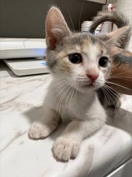 Callie -  Domestic Short Hair and Calico Cat for Adoption in Oakdale, California - Callie | PetCurious