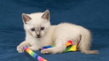 Domestic Short Hair Cats Available for Adoption in Davis, California - Toast | PetCurious