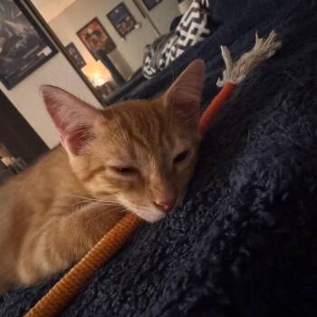Tigger -  Domestic Medium Hair Cat for Adoption in Lake Jackson, Texas - Tigger | PetCurious