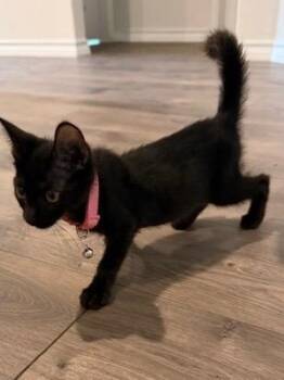 Fenway -  Domestic Short Hair Cat for Adoption in San Antonio, Texas - Fenway | PetCurious