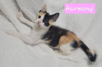 Harmony -  Domestic Short Hair Cat for Adoption in Laplace, Louisiana - Harmony | PetCurious