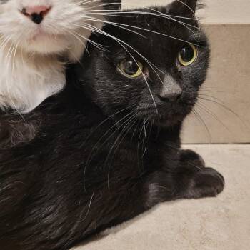 Little Girl -  Domestic Short Hair Cat for Adoption in Las Vegas, Nevada - Little Girl | PetCurious