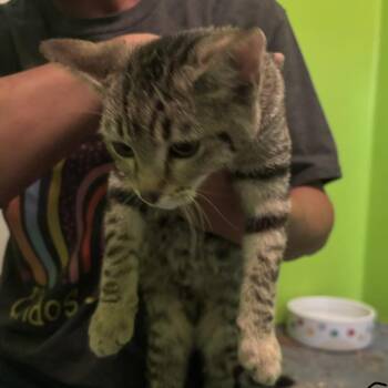 Chloe -  Domestic Short Hair Cat for Adoption in Midland, Texas - Chloe | PetCurious