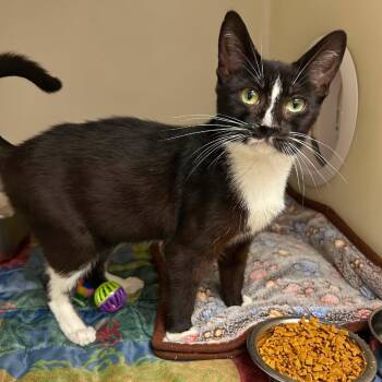 Socks -  Domestic Short Hair Cat for Adoption in Jacksboro, Tennessee - Socks | PetCurious