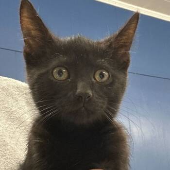 Rescue Domestic Short Hair Cats for Adoption in Summerlee, West Virginia - Dale | PetCurious