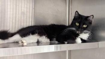 Stanley -  Domestic Medium Hair and Domestic Short Hair Cat for Adoption in Atlanta, Georgia - Stanley | PetCurious