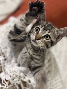Rocket (CW) -  Tabby and Domestic Short Hair Cat for Adoption in Napa, California - Rocket (CW) | PetCurious